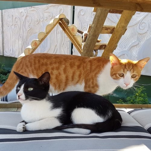 Cape Town cat  caf  a treat for feisty feral felines The 