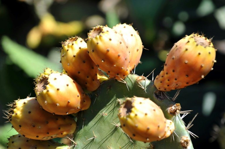 Prickly pears: 'humble' cactus brings hope to Algeria ...