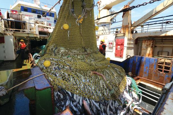 Fishing industry warns government over allocation of rights – The Citizen