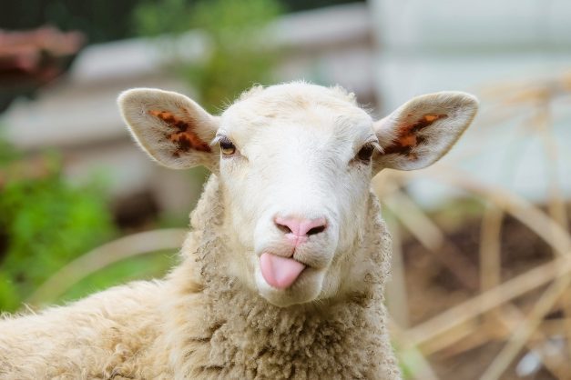 https://citizen.co.za/wp-content/uploads/2019/03/iStock-sheep-627x418.jpg