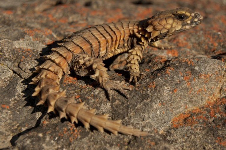 Karoo Armadillo lizards threatened as they become pets in Japan – The