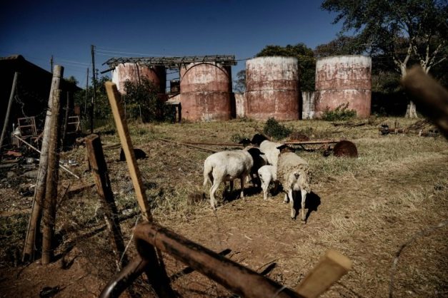 Critics blame the forced evictions of white farmers for a collapse in Zimbabwe's agricultural production . Picture: AFP / ZINYANGE AUNTONY