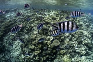 'UAE-Israeli oil deal could lead to the next ecological disaster,' warns Israeli environmentalists – The Citizen - Vimarsana News
