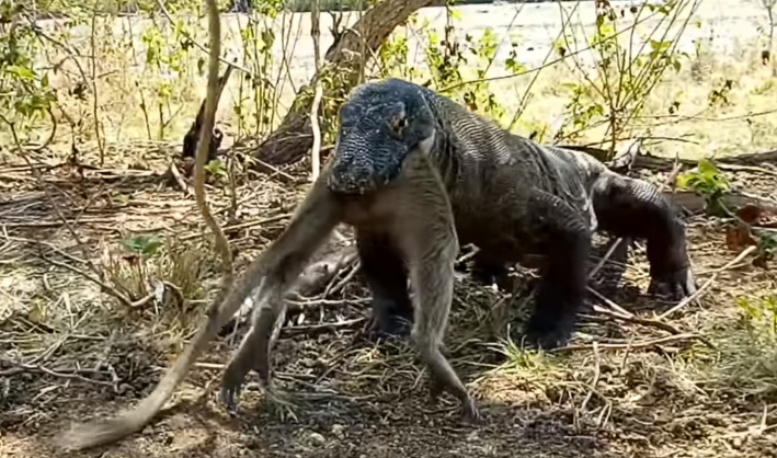 Watch: Komodo Dragon eats entire monkey in just six bites ...