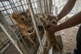 Animals at cramped Gaza zoo still neglected after reopening - Citizen