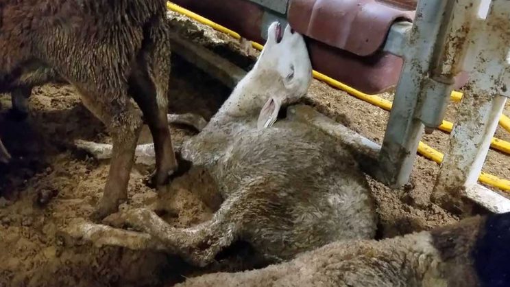 Ship transporting 60,000 sheep on journey of death gets ‘clean bill of health’