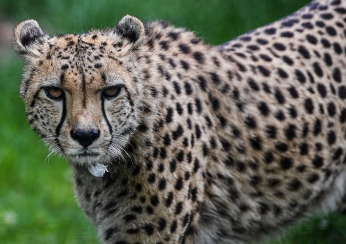 10 endangered animals in South Africa The Citizen
