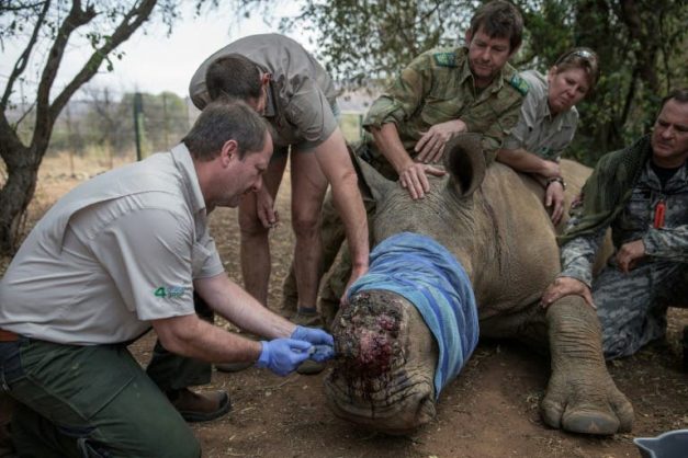 Poverty the main driver behind poaching in SA, study finds