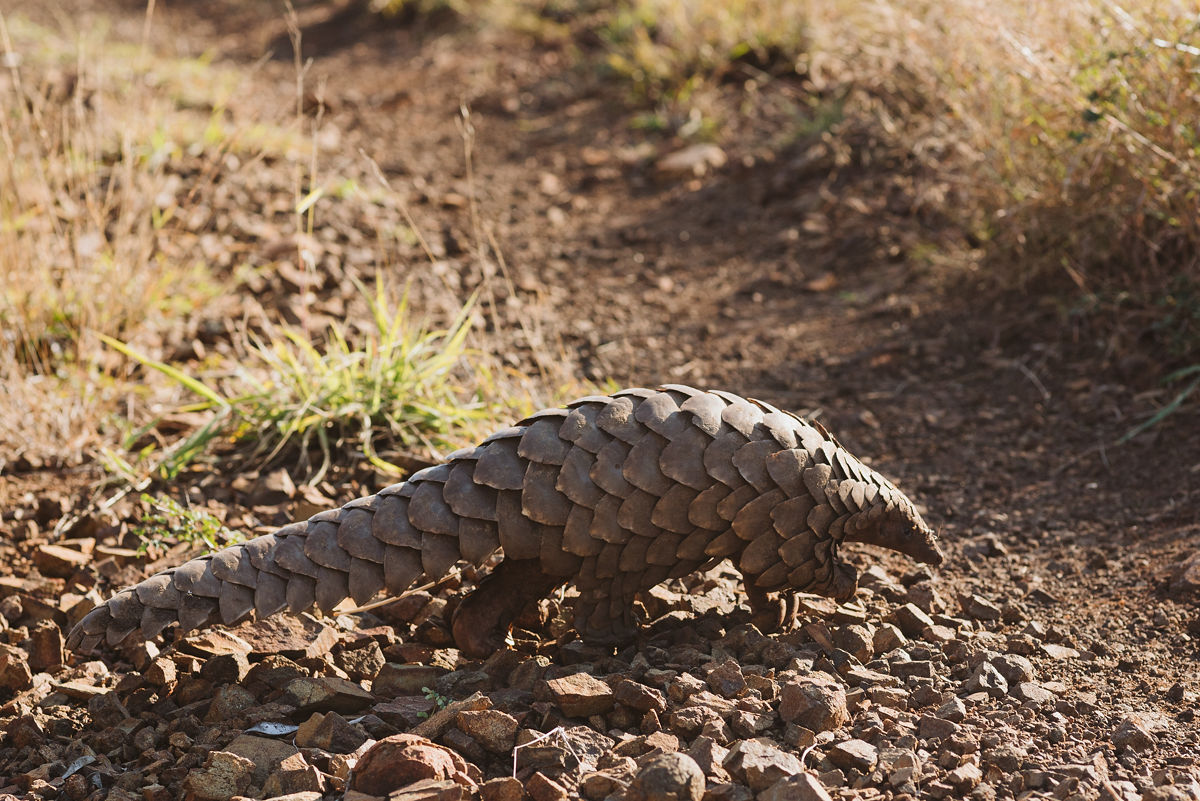 WATCH: Prehistoric pangolins roam KZN again – for the first time in 70