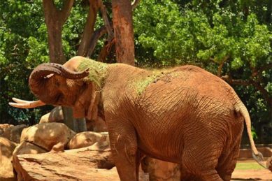 Pretoria Zoo’s resident elephant cow Landa dies