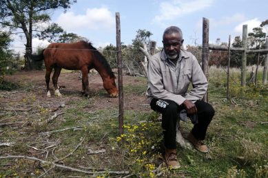 The hard life of Fairview’s horse grooms