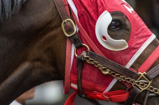 Racing world converging on Meydan as Carnival kicks off - Vimarsana News