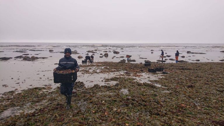 The recent red tide saw 1,000kg of West Coast rock lobster dying.