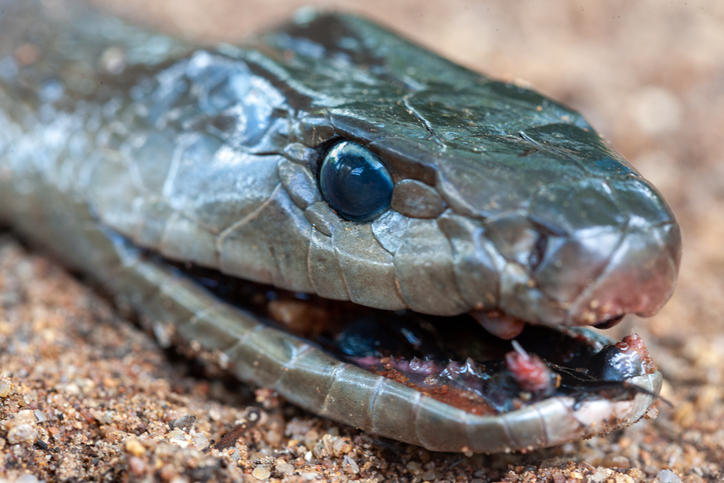 Massive Black Mamba Caught Eating A Kitten In Kzn The Citizen