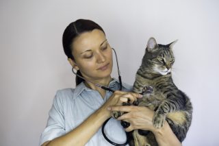 SA's Covid-19 vaccine plans leave animal healthcare workers in the dark – The Citizen - Vimarsana News
