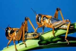 SA on high alert for further brown locust outbreaks – The Citizen - Vimarsana News