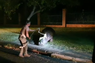 WATCH: Stray hippo rescued in Mpumalanga and taken to place of safety – The Citizen - Vimarsana News