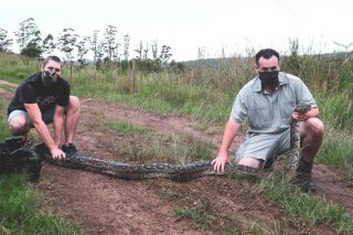 PICS: Massive 27.6kg python takes on goat – The Citizen - Vimarsana News