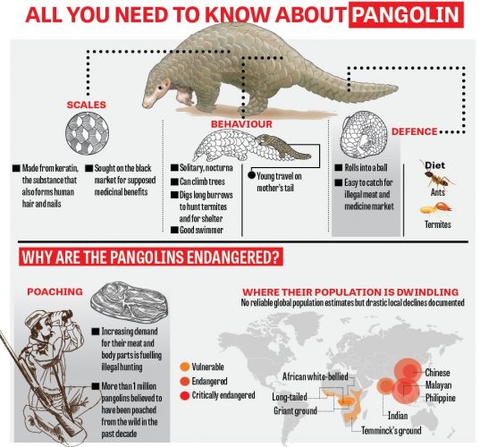 Lesser-known facts about the ancient, ghostly pangolin – Daily Star