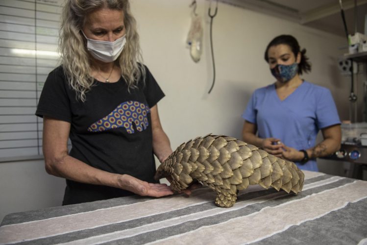 Pangolin held by vets.