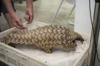 Lesser-known facts about the ancient, ghostly pangolin  – The Citizen - Vimarsana News