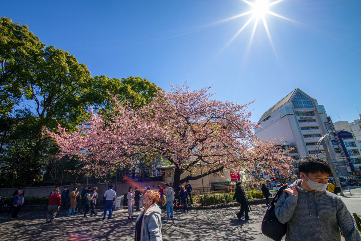 People stroll under a tree of early blooming cherry blossoms in a park in Tokyo on March 14, 2021. (Photo by Kazuhiro NOGI / AFP)