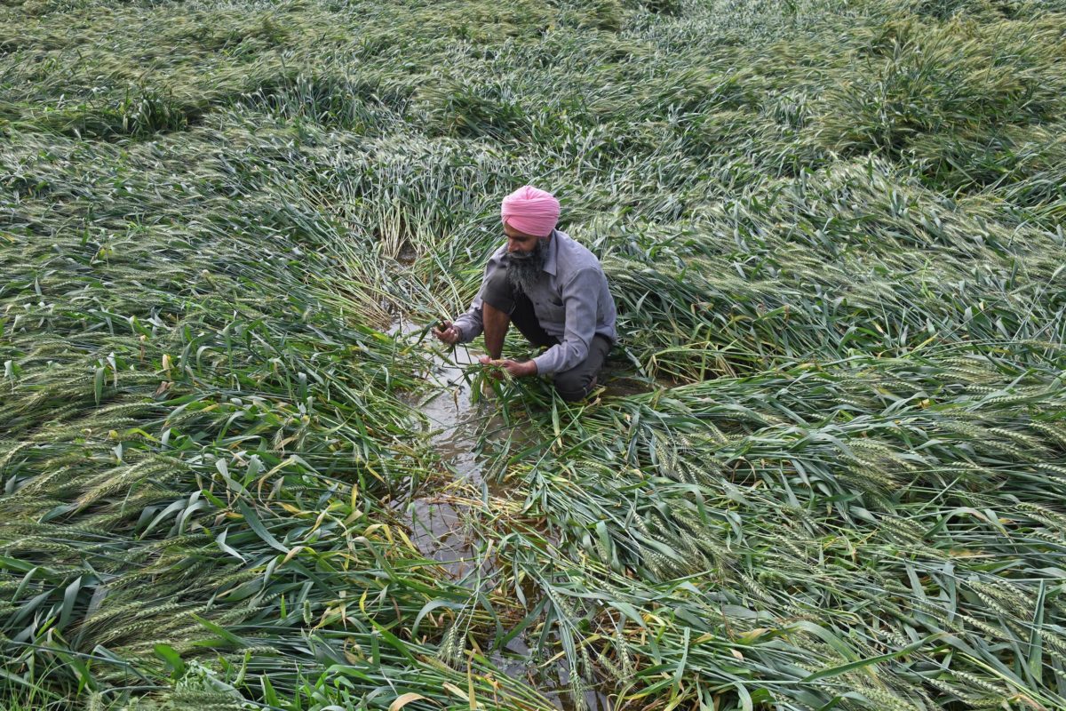 India farmer