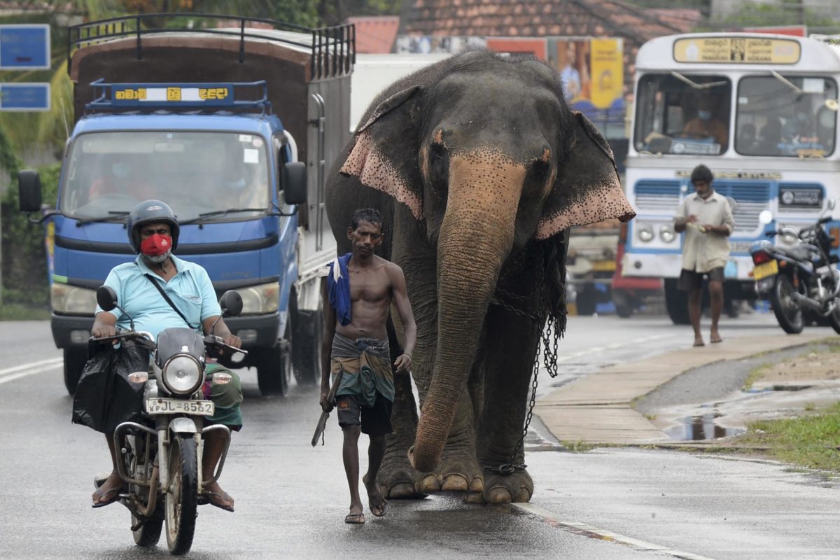 Sri Lanka elephant