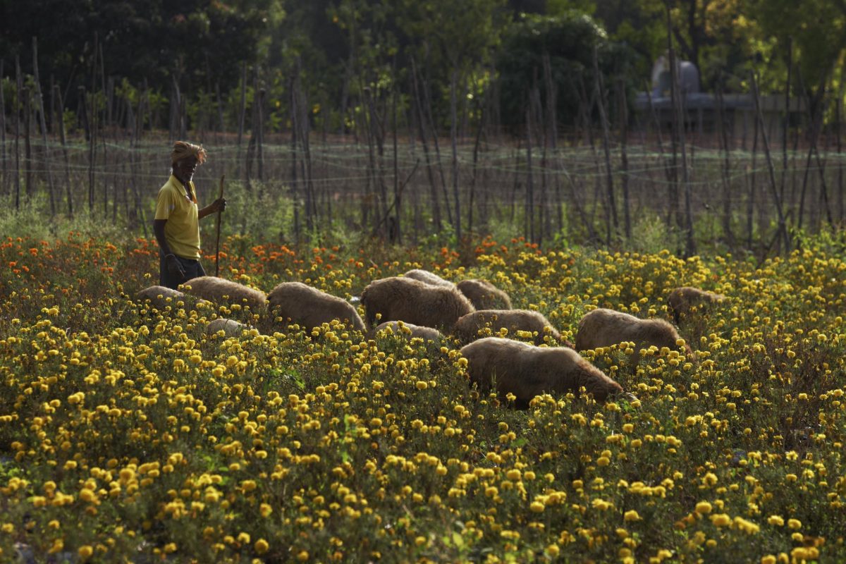 India farmer with sheep