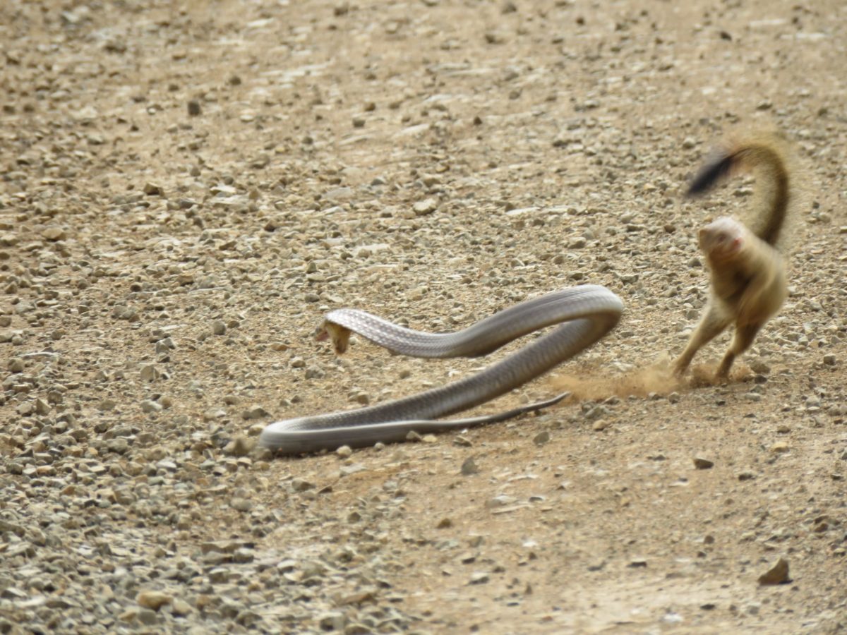 Fearless Mongoose takes out Cobra