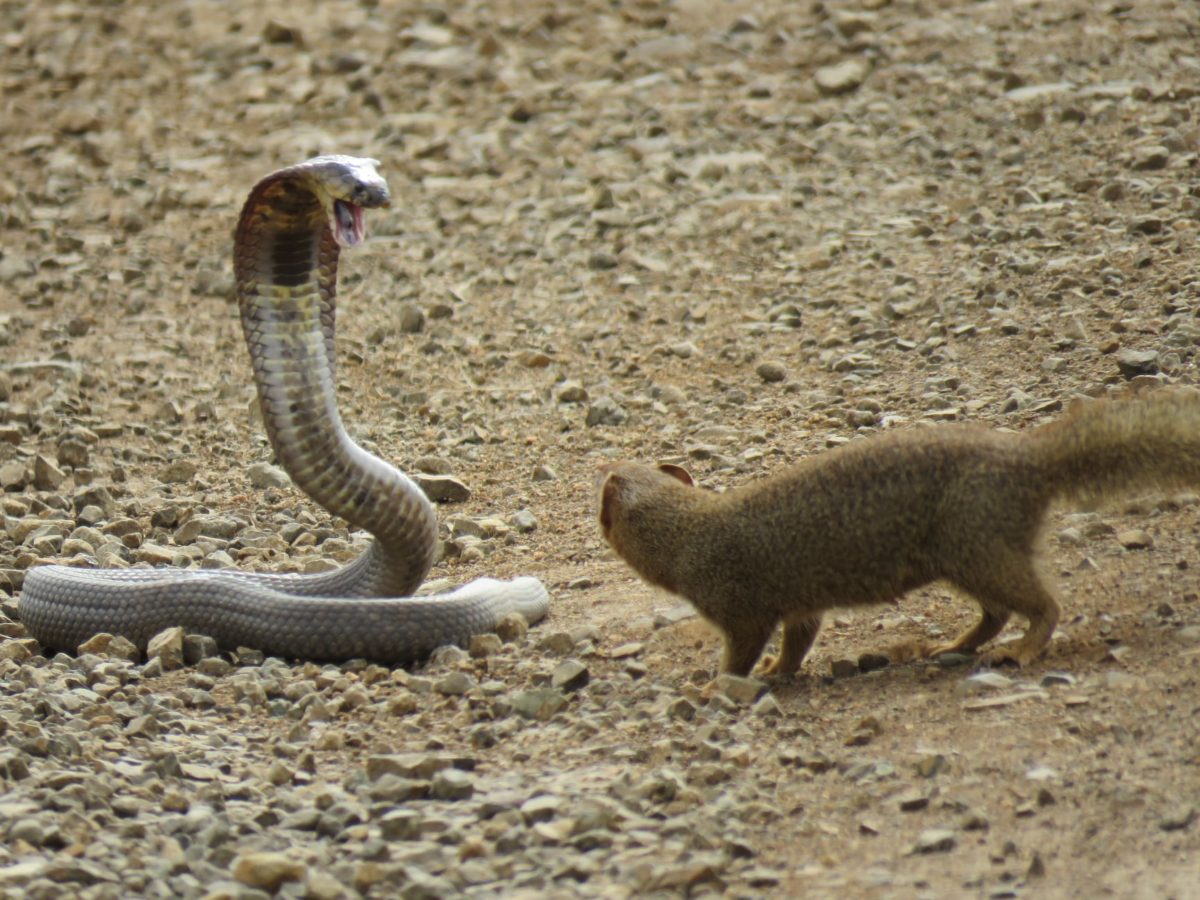 Mongoose takes out Cobra