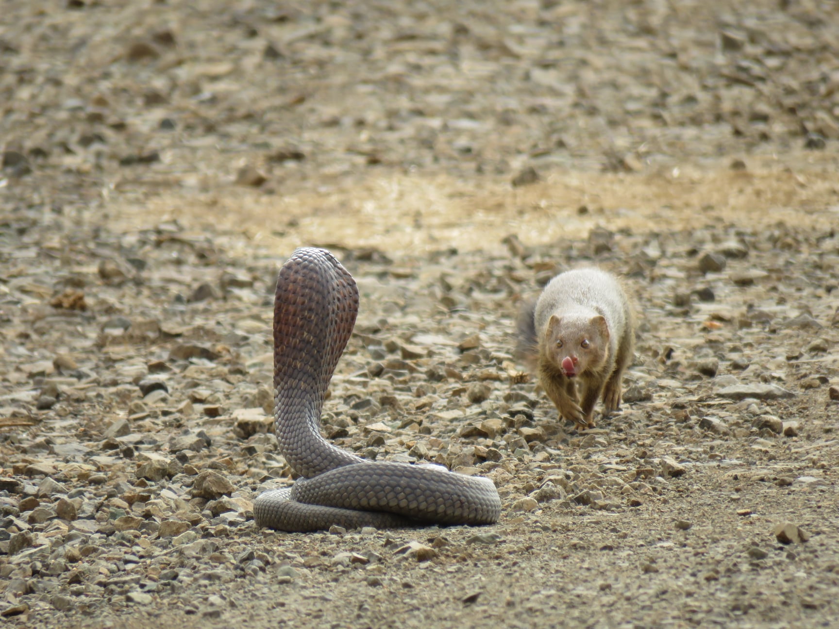 WATCH: Fearless slender mongoose takes out snouted cobra | The Citizen