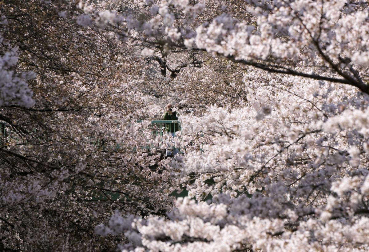 Cherry blossoms in full bloom in Tokyo