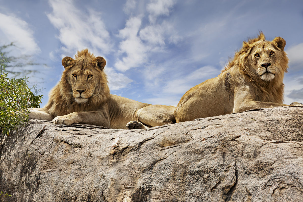 lions in captivity