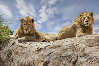Two lions maul man to death in Limpopo game reserve – The Citizen - Vimarsana News