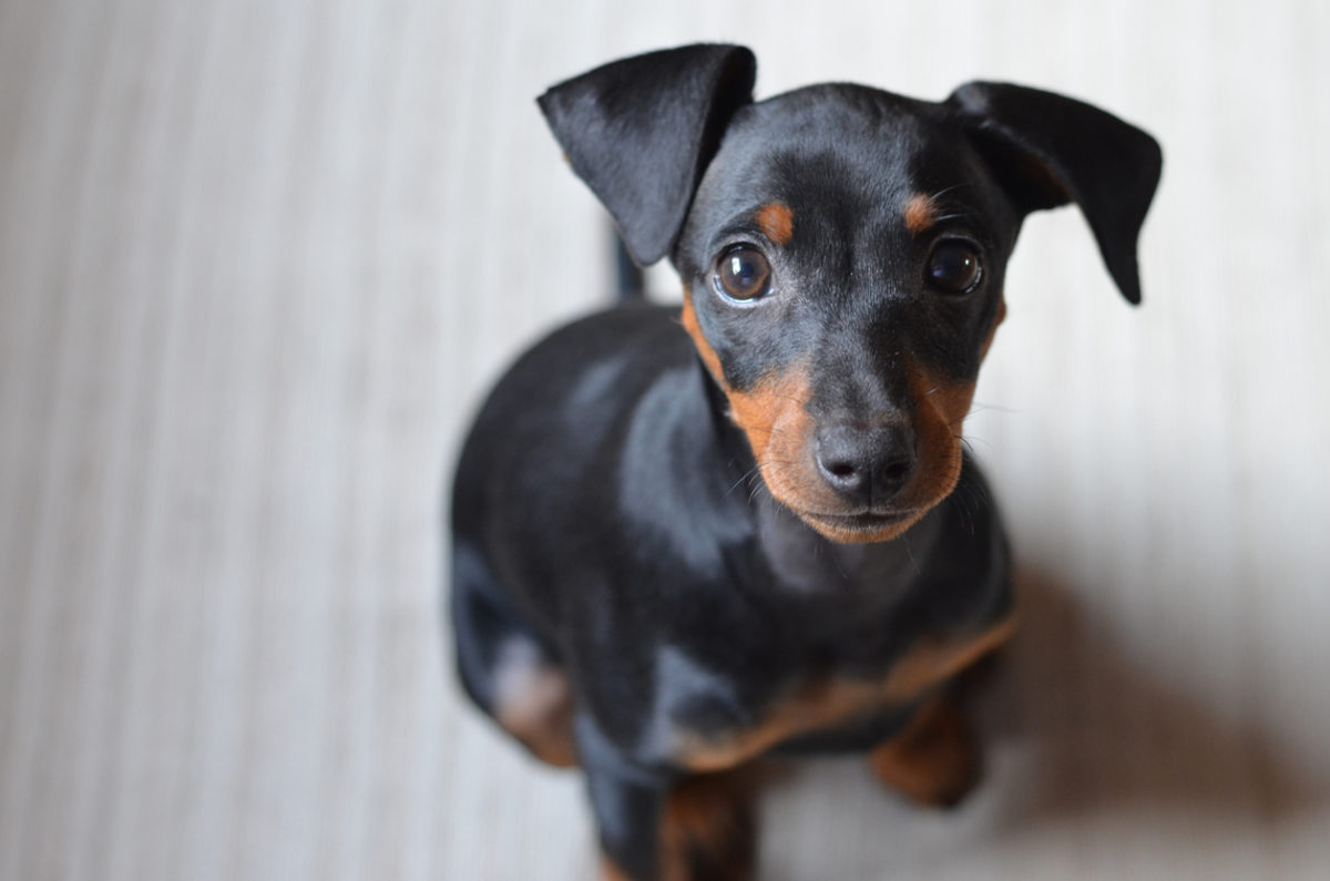 Miniature pinscher staring up.