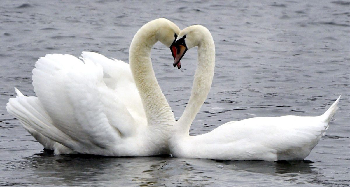 Finland swans