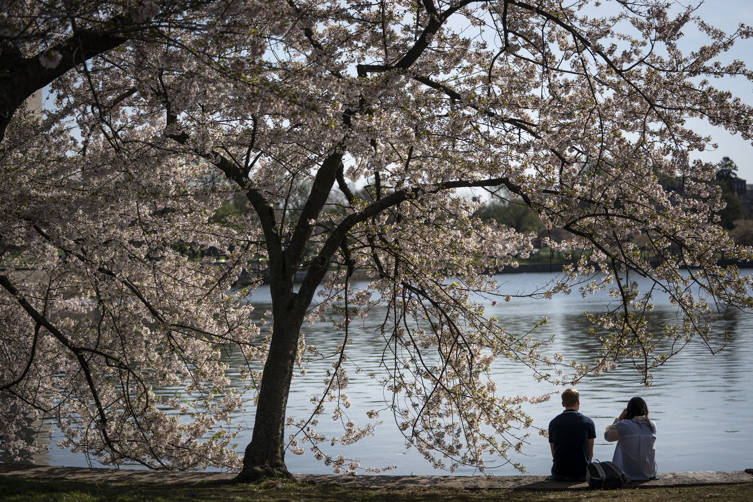 WASHINGTON, DC - APRIL 5: People sit under blooming cherry trees along the Tidal Basin on April 5, 2021 in Washington, DC. The iconic cherry blossoms reached their peak bloom on March 28 this season, earlier than expected. Drew Angerer/Getty Images/AFP (Photo by Drew Angerer / GETTY IMAGES NORTH AMERICA / Getty Images via AFP)