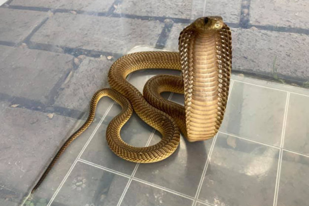 Cape Cobra caught in Northcliff office park