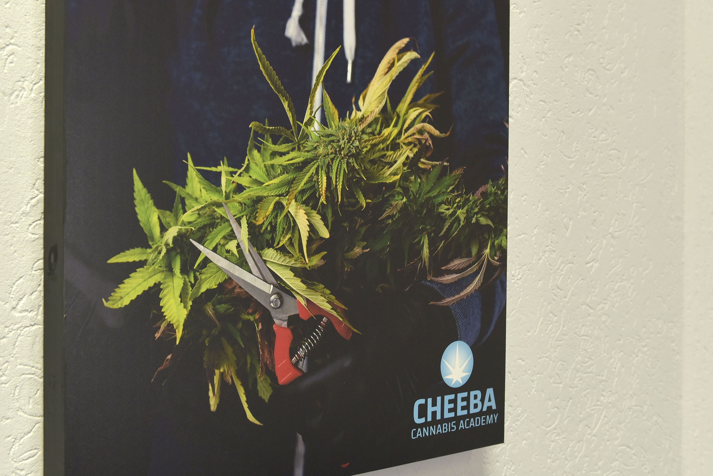Posters in the training room at the Cheeba Cannabis Academy in Vereeniging. Opening for their first classes soon, Africas first dedicated Cannabis academy aims to deliver an all rounded education in all things cannabis with the aim to equip people with the knowledge needed as the Cannabis industry grows in South Africa and worldwide. Picture: Neil McCartney