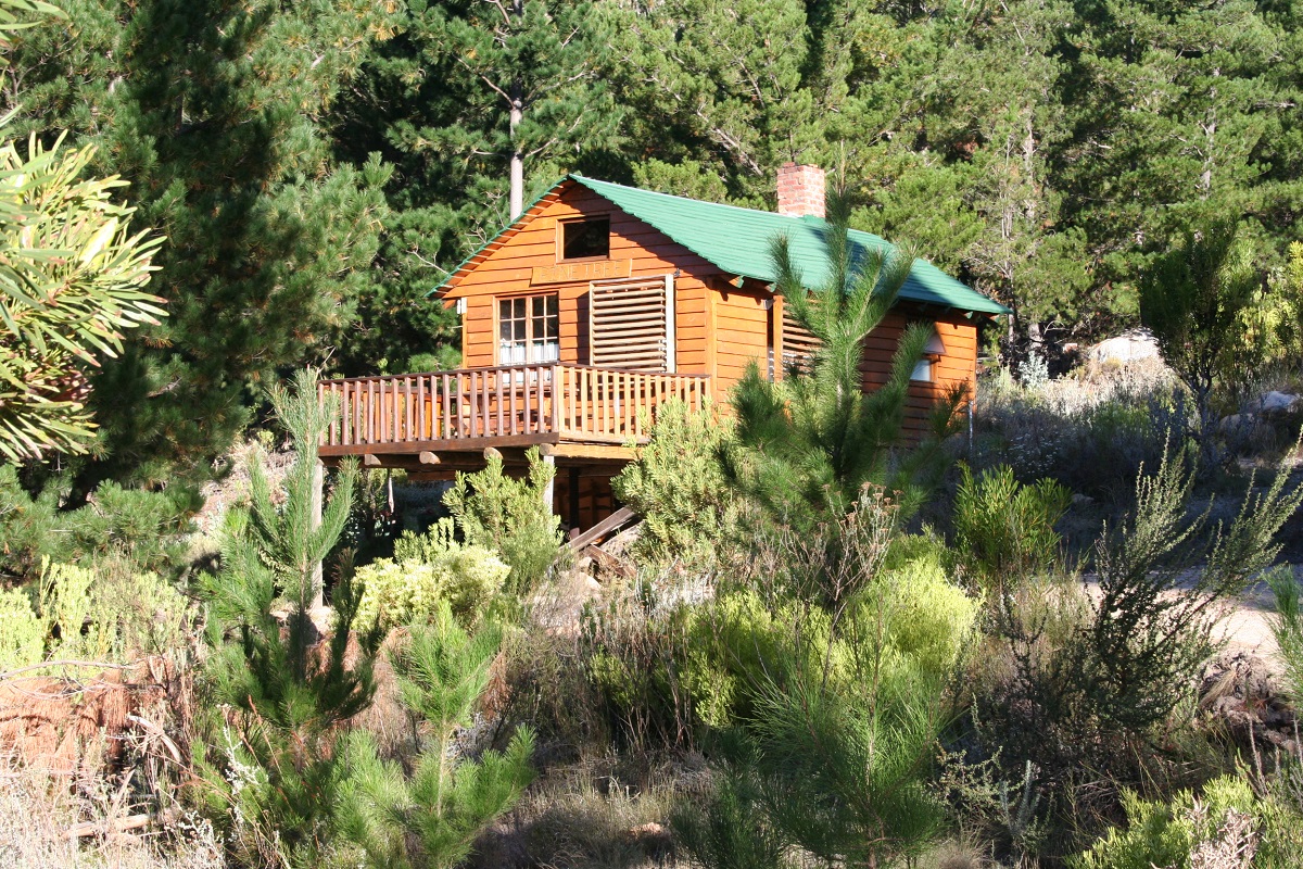 The Pintree Cabib