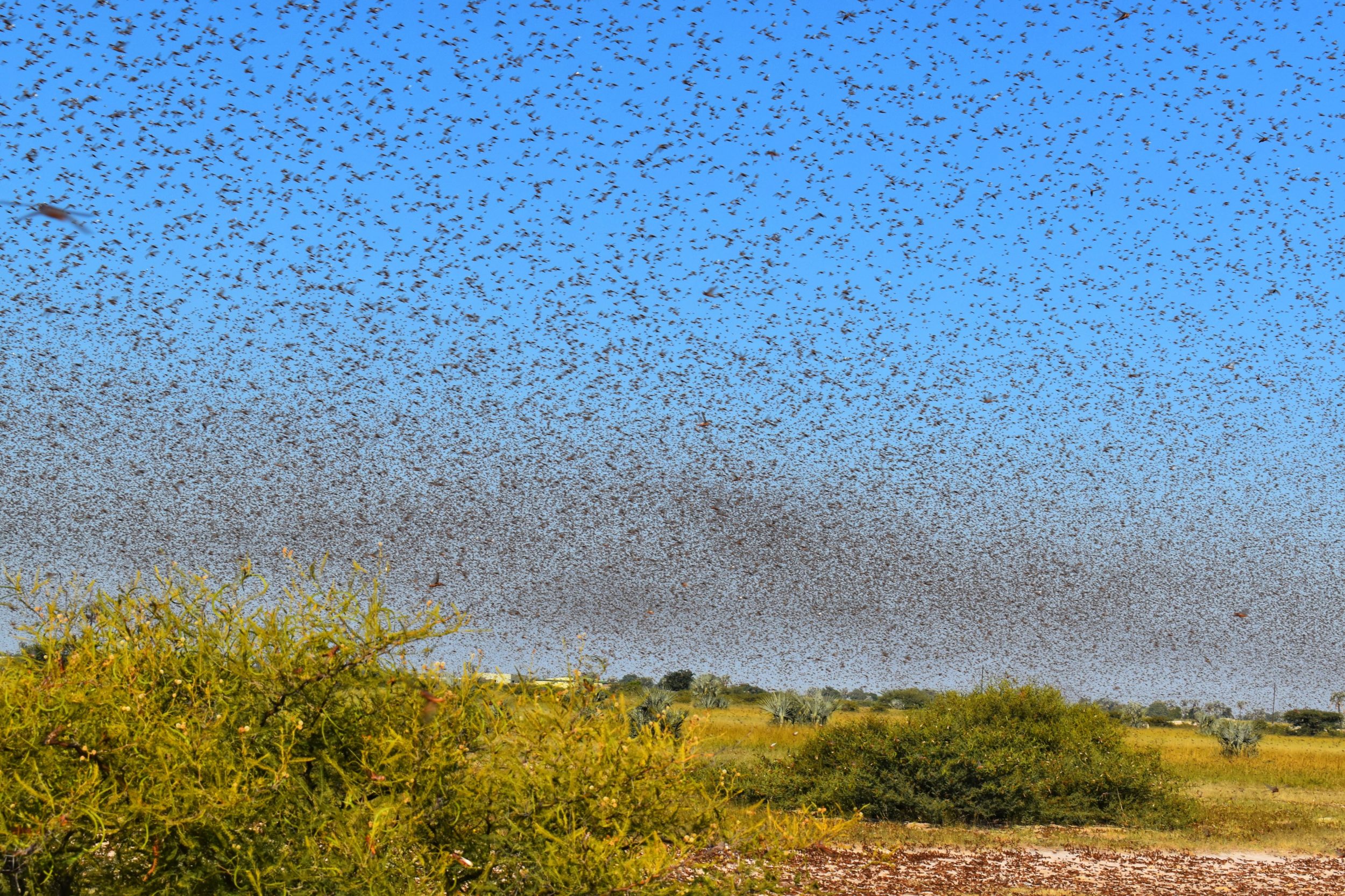 Locust swarms in Namibia