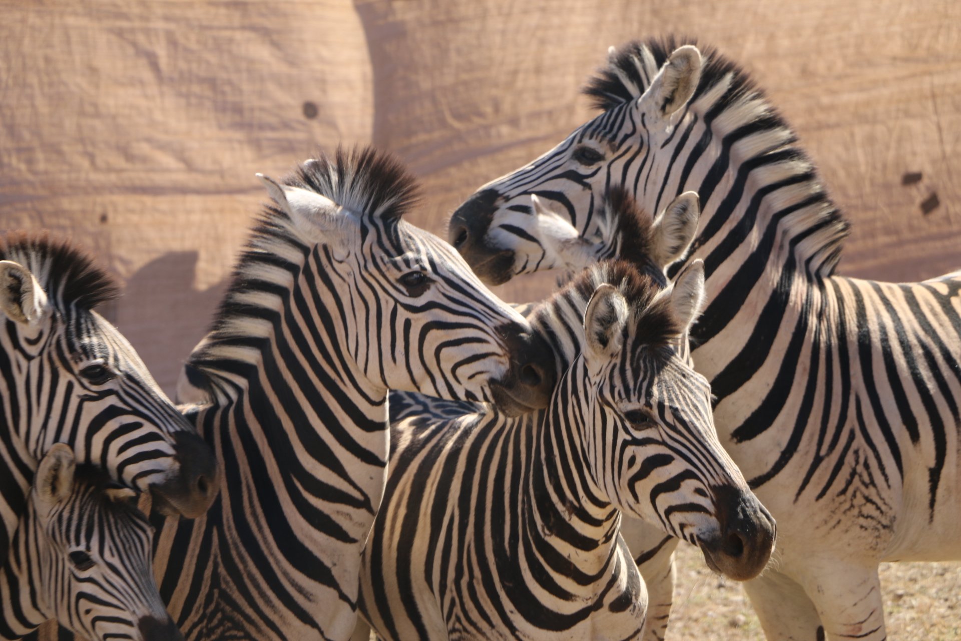 Juvenile zebras