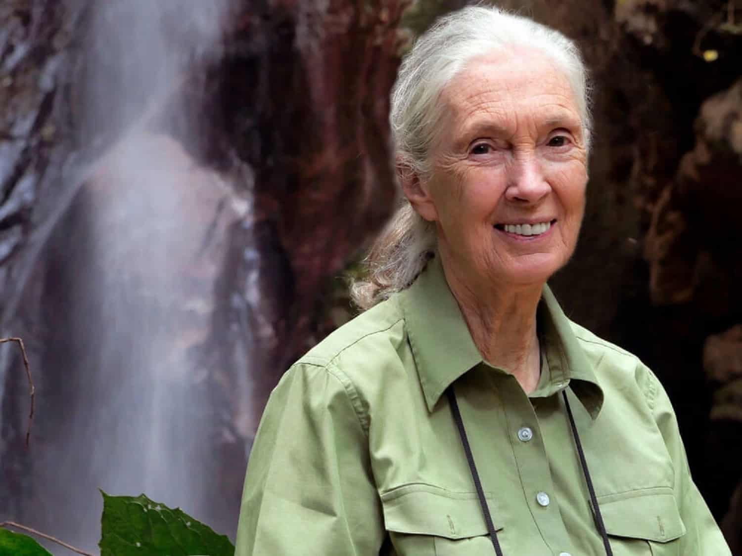 Dr Jane Goodall: Transforming humanity's relationship with animals and nature - Vimarsana News