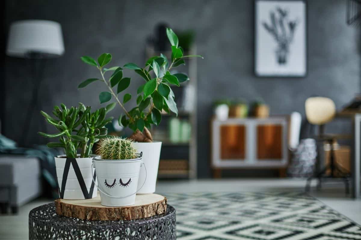 Take your houseplant for a walk day