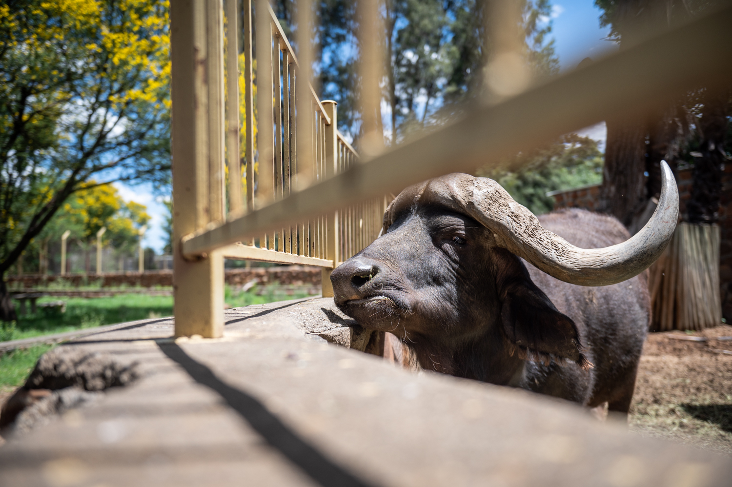 Bloemfontein Zoo animals - some thriving, some dead, some mysteriously ...