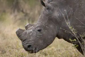 Big Joe Nyalungu rhino poacher