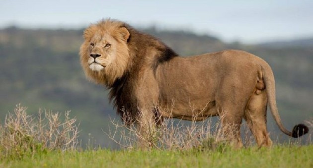 Lion. Picture: Supplied