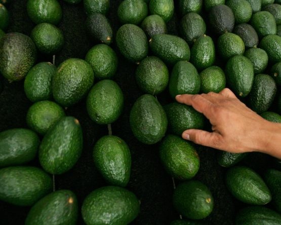 avocados