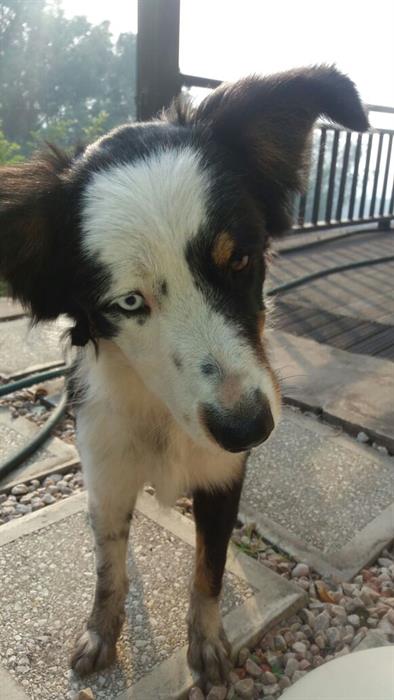 Sheldon King's dog Blue returned two days after the inferno, to great relief of his whole family. Picture: Knysna-Plett Herald
